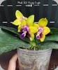 Phal. KS Happy Eagle